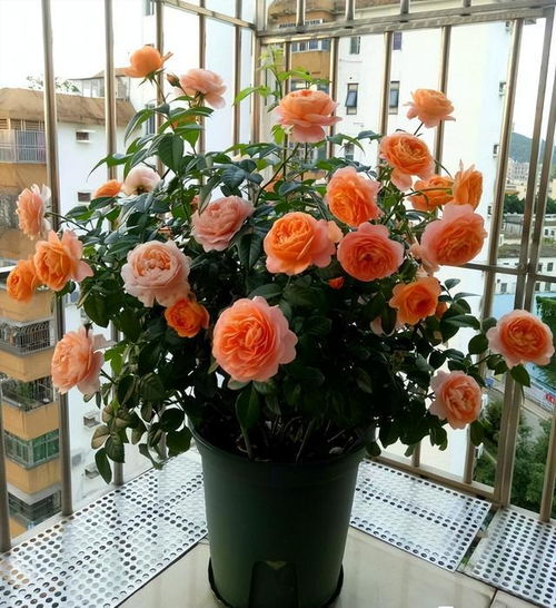 四季桂：秋天的香气， 四季的开花