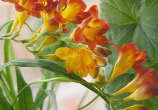 南方大面积种植的花卉种类