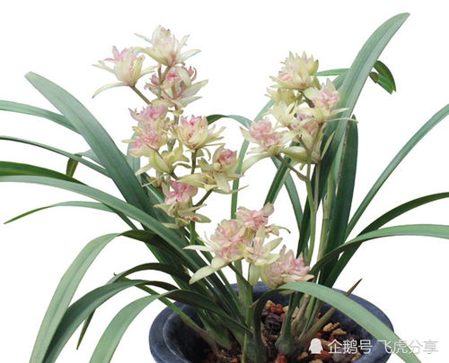 红果金栗兰花朵艳丽，香气浓郁