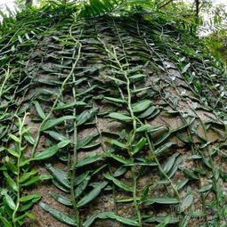 选苗避坑指南：如何挑选健康的桉叶藤苗