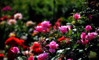 阴雨延后浇水原则