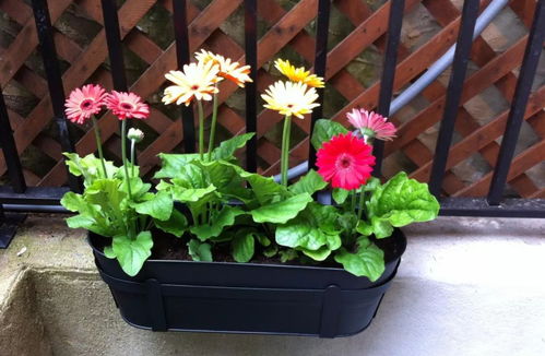 五月播种非洲菊，会影响生长和开花吗？