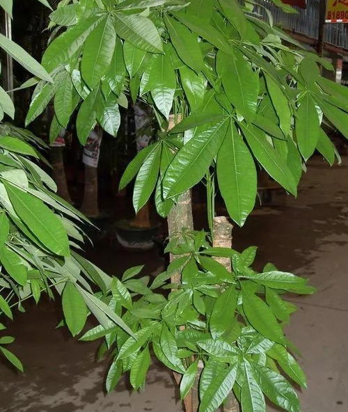 发财树浇水过多怎么办？如何避免根部腐烂