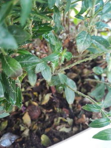 农药喷洒的注意事项