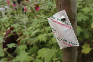 农药对天敌的影响