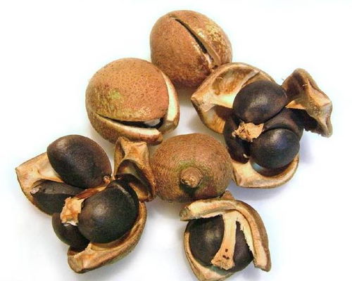 揭秘：一棵茶树能产多少斤优质茶籽？