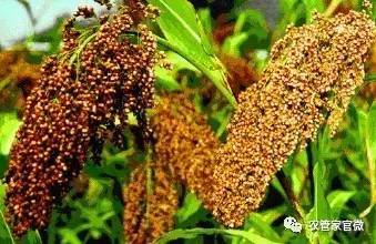 精准把握高粱最佳种植期，掌握种植技巧