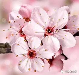 大连市花：浪漫樱花，百度SEO爆款花卉推荐