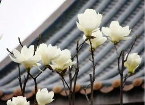 一、 玉兰花：春天的使者