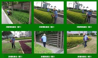 2. 清理与美化：打造整洁的绿地环境