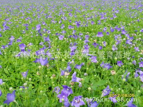 小型草本花卉：多样的选择
