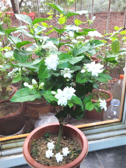 “雨后施肥，花卉爆盆秘诀！”