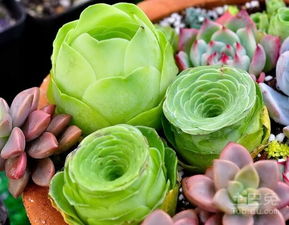 多肉植物在客厅摆放的灯光小秘密