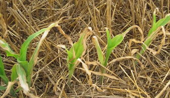 杀菌药， 来帮忙