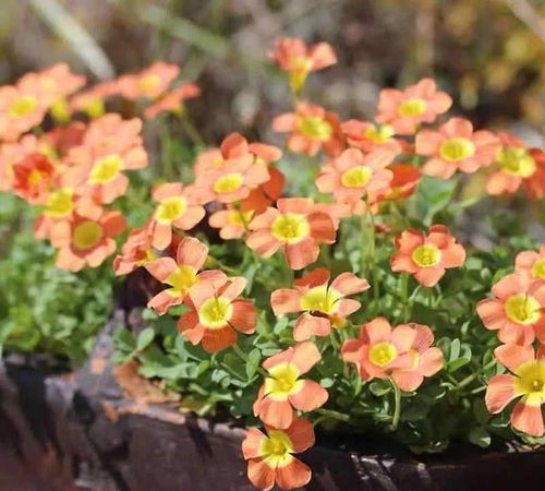 养花小白也嫩轻松驾驭的花卉推荐