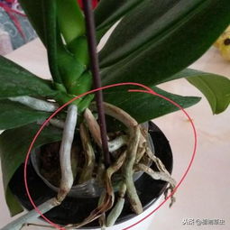 蝴蝶兰， 高档花卉的新宠