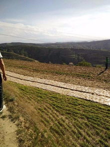 种党参， 就像养娃