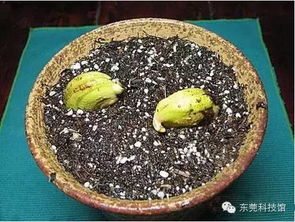 芒果核种植技巧：朝下种植，高效发芽！