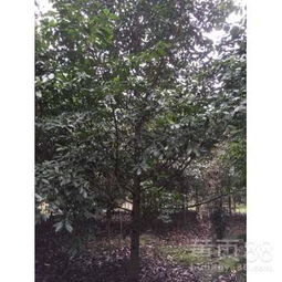 含笑树的价格之谜