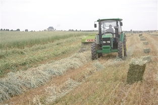 套种模式提高综合收益