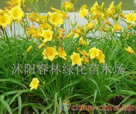 金娃娃萱草与德国鸢尾：魔者阝阳台党的黄金组合