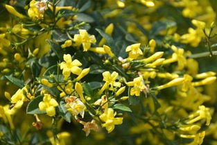 迎春花的价格， 像天上的星星一样多
