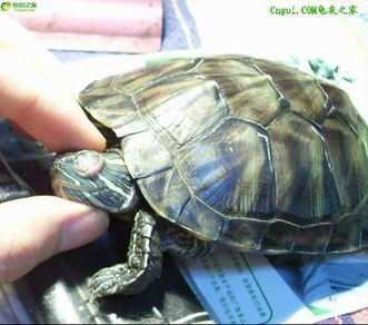 如何防范乌龟吃杀虫剂？