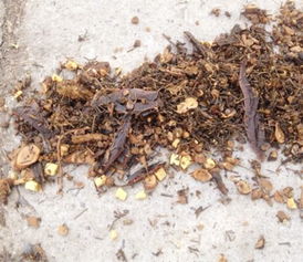 中药渣养兰花的注意事项