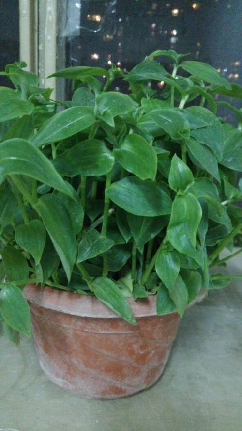 探寻楼下的秘密：三叶植物的神秘面纱