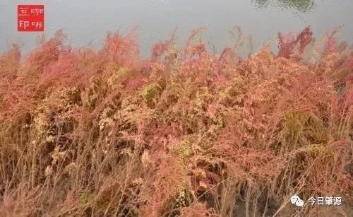 树下绿意盎然的秘密