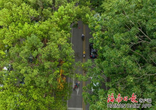“街头绿荫，树木葱茏
