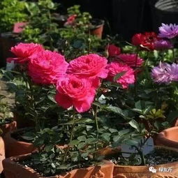 月季花儿的缤纷世界