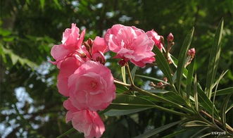 夹竹桃灰霉病的病原体揭秘