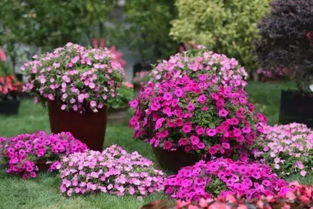 矮牵牛：温暖光线下 花开得灿烂