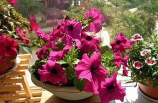 花草的好处，你了解多少？