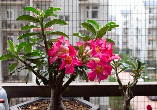 菠萝花如何科学养护才能使其生长旺盛