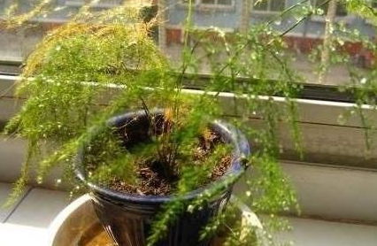 施肥：适量施肥，冬季暂停