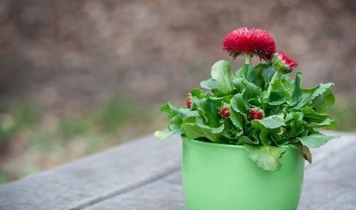 植物生长旺盛， 就需要给植物补充充足的养分