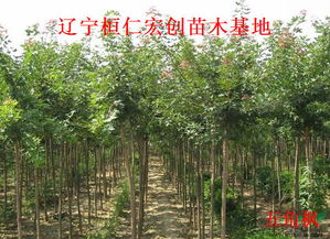 五角枫育苗每亩地的播种量