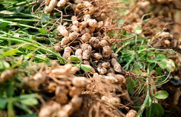 花生种植如何科学管理才能实现高产