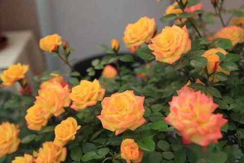 马德里月季竞赛奖Rome奖的评选标准揭秘