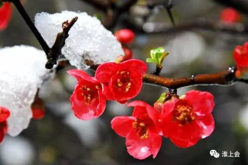 修剪与保鲜：花枝的生存秘诀