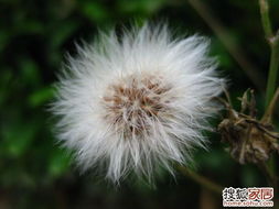 金合欢花语深层内涵及其历史渊源，是如何影响和传承至今的