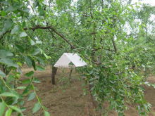 果园春季杀虫剂和果树杀虫剂，哪种对防治病虫害效果最好？