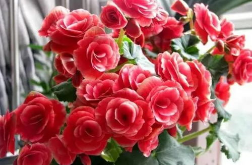 三、浇水有讲究，不Neng太多也不Neng太少