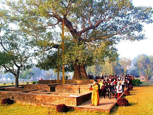 寺院绿化建设适合种植哪些树木，既能美化环境又能体现宗教文化