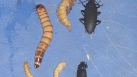 蚊香Neng否杀死蝎子