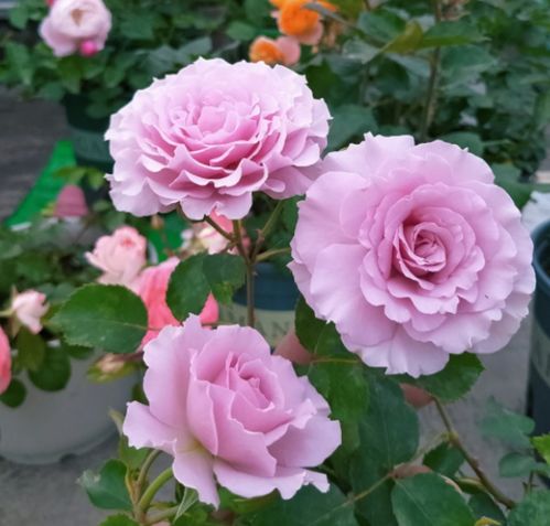 月季光杆了别急！跟我学几招轻松拯救