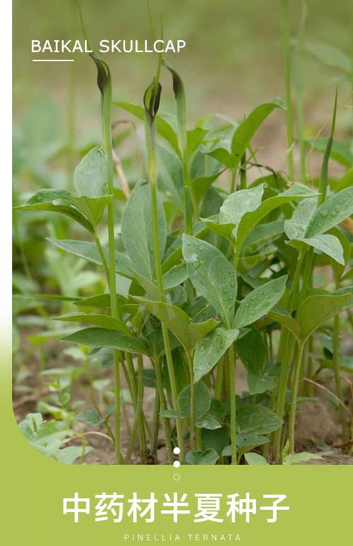 秋播：在9-10月份(种麦前后)