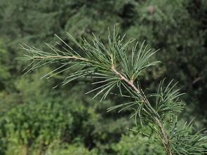 种子的摇篮——苗床处理